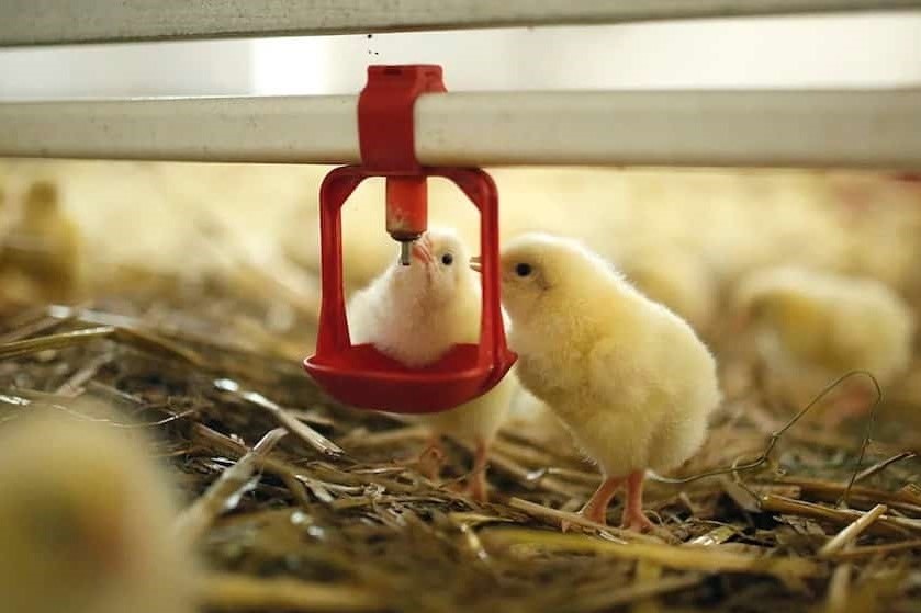 Vitamin ve Mineraller